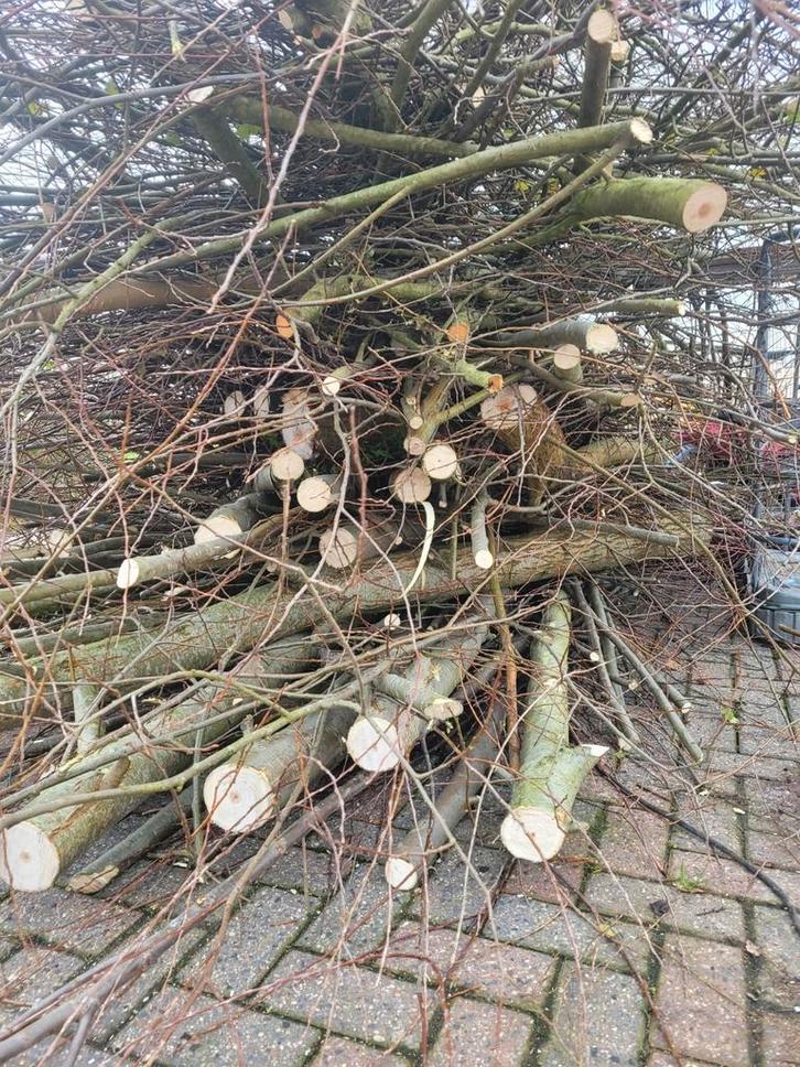 Wilgentakken - Snoeihout voor Brandhout/Aanmaakhout, Tuin en Terras, Palen, Balken en Planken, Overige typen, 180 tot 250 cm, Ophalen