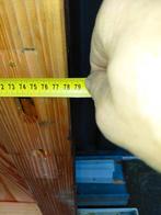 Tuindeur,poort,tuinpoort,douglashout, Tuin en Terras, Ophalen, Hout, Minder dan 3 meter, 1 tot 2 meter
