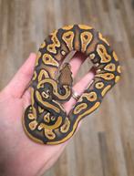 Blackhead Hypo mannetje 2025 Koningspython, Dieren en Toebehoren, Reptielen en Amfibieën, Slang, 0 tot 2 jaar