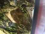 Algeneter Pterygoplichthys pardalis ca. 7jr oud 20-25cm, Dieren en Toebehoren, Vissen | Vijvervissen, Overige soorten