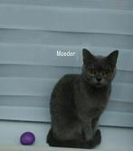 100% Britse korthaar kitten chocolate 7 weken mag direct mee, Dieren en Toebehoren, Katten en Kittens | Raskatten | Korthaar