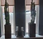 2 mooie cactussen met pot, Ophalen, Halfschaduw, Minder dan 100 cm