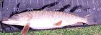 Snoekstreamer OV 09  van 22 cm voor Spinhengel en Baitcaster, Watersport en Boten, Hengelsport | Roofvissen, Ophalen of Verzenden