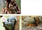 4 Ansichtkaarten met dieren. etc., Verzenden, Ongelopen, Overige soorten