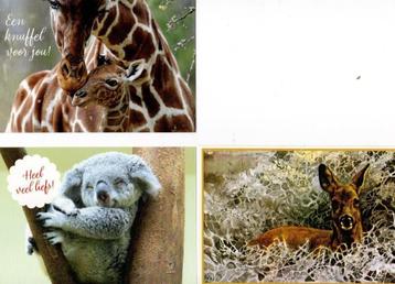 4 Ansichtkaarten met dieren. etc. beschikbaar voor biedingen