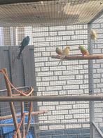 Roodruggen ruilen tegen duiven, Dieren en Toebehoren, Vogels | Duiven, Overige soorten
