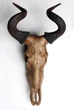 Skull hartenbeest 60 cm lang, Ophalen of Verzenden, Nieuw
