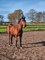 Meerdere paarden aantrekkelijke prijs ivm vakantie, Dieren en Toebehoren, Paarden, Merrie, B, 3 tot 6 jaar, 160 tot 165 cm