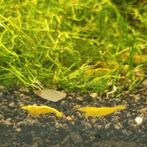 Gele garnalen (2 soorten), Dieren en Toebehoren, Vissen | Aquariumvissen, Kreeft, Krab of Garnaal
