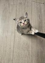 Twee kittens raskatten British/ scottish korthaar, Dieren en Toebehoren, Katten en Kittens | Raskatten | Korthaar, Meerdere dieren
