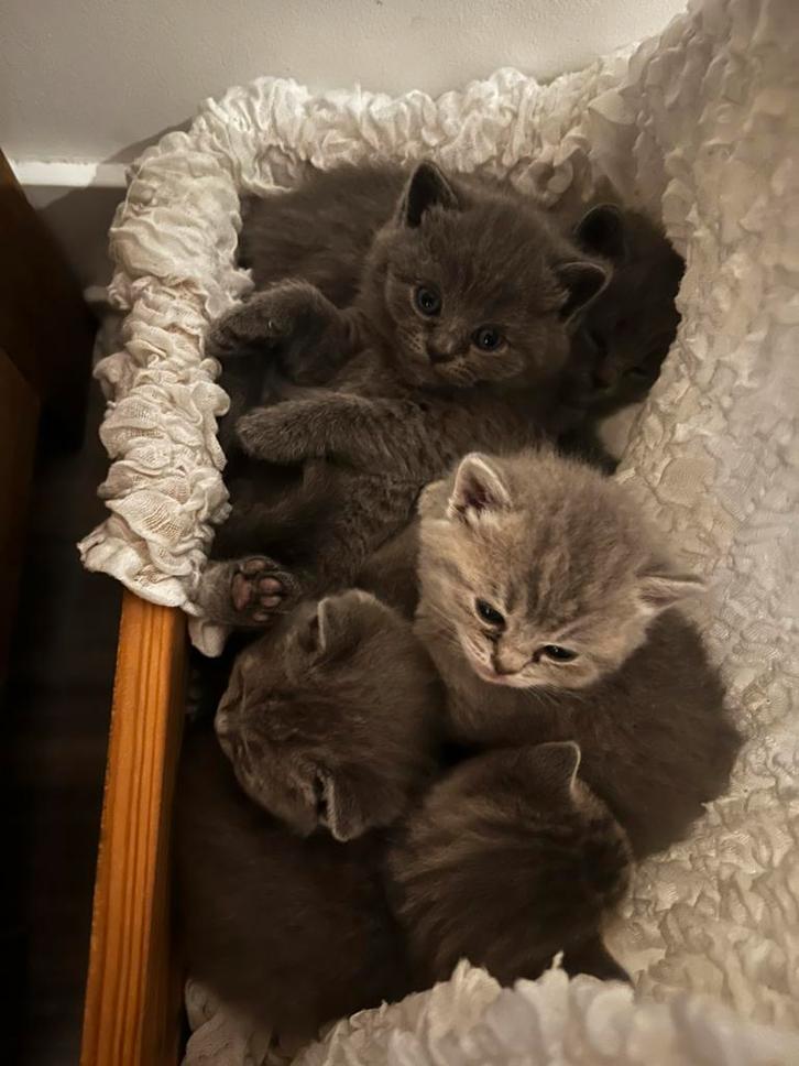 Britse korthaar kittens, Dieren en Toebehoren, Katten en Kittens | Raskatten | Langhaar, Meerdere dieren, 0 tot 2 jaar, Ontwormd