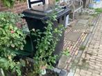 Jong plant Hibiscus rosé bloemen vaste plant 3,00, Tuin en Terras, Ophalen, Overige soorten, Volle zon
