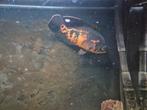 Astronotus ocellatus pauwoog cichlide, Dieren en Toebehoren, Vissen | Aquariumvissen, Vis