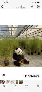 Fargesia Winter-Joy. (Locatie Zuidwolde Dr), Ophalen of Verzenden, Bamboe, 100 tot 250 cm