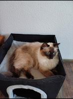Mooie lieve sociale Ragdoll poes blauwe ogen, Poes, Gechipt, 0 tot 2 jaar