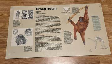 Informatie bord dierentuin Artis Amsterdam orang oetan beschikbaar voor biedingen