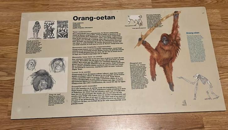 Informatie bord dierentuin Artis Amsterdam orang oetan, Verzamelen, Dierenverzamelingen, Zo goed als nieuw, Overige typen, Wild dier