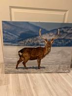 Foto van een hert in de sneeuw, 50 tot 75 cm, Ophalen of Verzenden, Zo goed als nieuw, 75 tot 100 cm