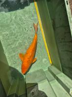 Japanse koi karper 40cm sansai te koop benigoi oranje, Karper of Koi