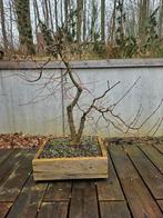bonsai / startplant arakawa acer, Ophalen