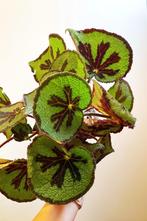 Begonia Masoniana – Mountain stek/stekje, Ophalen of Verzenden