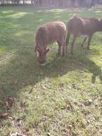 ezelhengst, April, Mannelijk