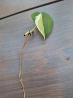 Philodendron cream splash stekje, Huis en Inrichting, Kamerplanten, Ophalen of Verzenden, Overige soorten, Minder dan 100 cm