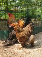 Broedeiren Brahma Groothoenders, Dieren en Toebehoren, Pluimvee, Geslacht onbekend, Kip