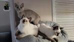 Britsekorthaar x ragdoll kittens, Meerdere dieren