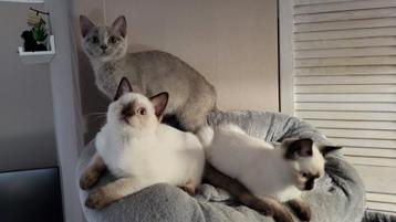 Britsekorthaar x ragdoll kittens beschikbaar voor biedingen