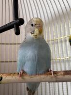 Grasparkiet vrouwtje, Dieren en Toebehoren, Vogels | Parkieten en Papegaaien, Vrouwelijk, Parkiet