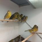 Mooie donker agaat kanaries, Dieren en Toebehoren, Vogels | Kanaries, Meerdere dieren, Kleurkanarie