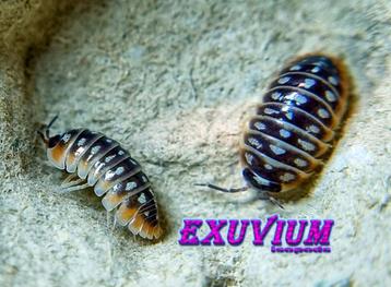 Armadillidium klugii Split isopods / pissebedden beschikbaar voor biedingen