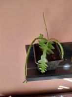 Plantje gewortelde stek zaagcactus, Huis en Inrichting, Vetplant, Minder dan 100 cm, Groene kamerplant, Halfschaduw