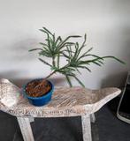 Cryptomeria Japonica Dacrydioides pre Bonsai, Bloeit niet, Halfschaduw, Minder dan 100 cm, Overige soorten