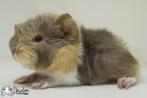 Lilac otter saffraan witte peruvian cavia, Dieren en Toebehoren, Cavia, Mannelijk, Tam, September