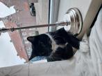 Gecastreerde kater 5 jaar oud, Dieren en Toebehoren, Katten en Kittens | Overige Katten, Kater, Kortharig, 3 tot 5 jaar