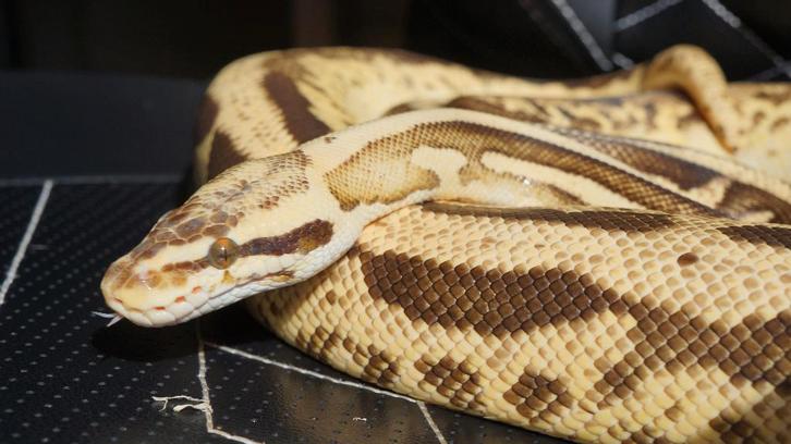 0.1 Python regius - Leopard firefly