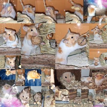 Dieren oppas aangeboden in Bennekom of Ede zuid  beschikbaar voor biedingen