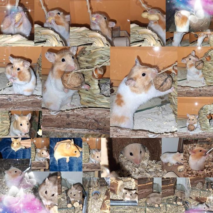 Dieren oppas aangeboden in Bennekom of Ede zuid, Dieren en Toebehoren, Knaagdieren, Meerdere dieren, Januari, Tam