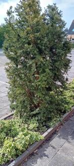 3x Taxus. Ca 2.5/3 m hoog. Wintergroen winterhard, Taxus, Ophalen, 250 cm of meer