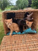 3 lieve kittens, Dieren en Toebehoren, Katten en Kittens | Overige Katten, Meerdere dieren, Kortharig, 0 tot 2 jaar