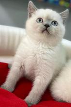 Prachtige raszuivere Britse korthaar kittens, Dieren en Toebehoren, Katten en Kittens | Raskatten | Korthaar, Meerdere dieren