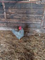 Amrock Krielhaan, Dieren en Toebehoren, Pluimvee, Mannelijk, Kip