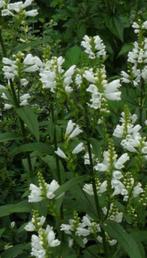Witbloeiende vaste plant, Ophalen of Verzenden, Zomer, Overige soorten, Volle zon