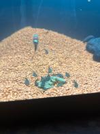 Jonge Ancistrus algeneters longfin borstelneus, Dieren en Toebehoren, Vis