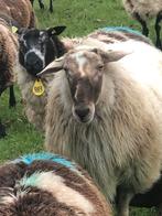 Schoonebeeker ram, Dieren en Toebehoren, Schapen, Geiten en Varkens, Mannelijk, Schaap, 0 tot 2 jaar