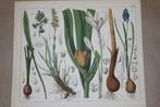 Antieke botanische kleurenlitho - Oa Hyacint Beenbreek 1862!, Antiek en Kunst, Ophalen of Verzenden