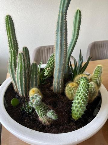 Schaal met diverse cactusplanten beschikbaar voor biedingen