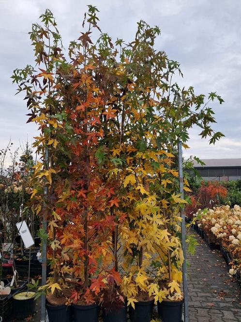 Liquidambar styraciflua worplesdon, €39,95 pst amberboom, Tuin en Terras, Planten | Bomen, Zuilboom, 100 tot 250 cm, Halfschaduw